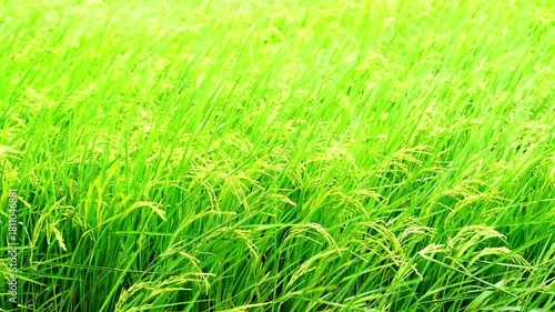 Green rice stalks sway gently in the sunny rice fields.