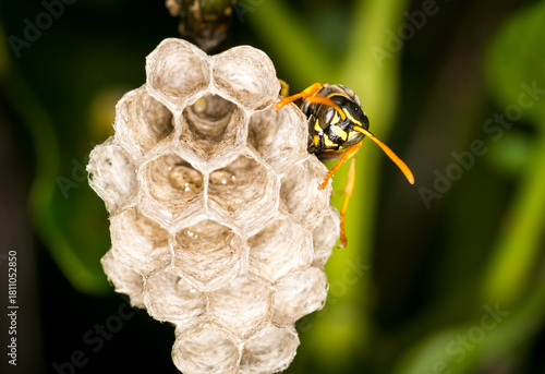 Close up of a paper wasp queen guarding her nest