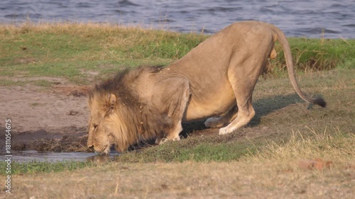 Lion drinking water at Chobe National Park in Botswana 