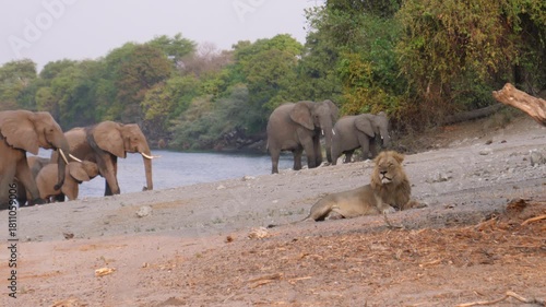 Lion with a herd of elephants in the background in Chobe National Park in Botswana 