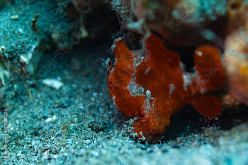 coral reef in the sea