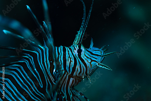 fish in aquarium