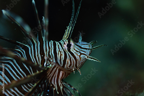fish in aquarium
