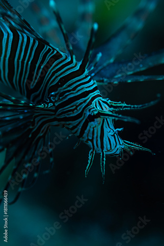 lionfish in aquarium