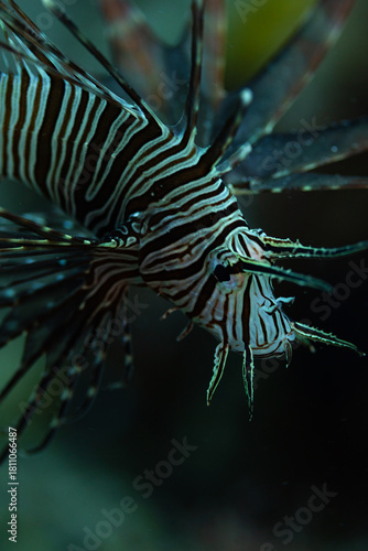 lionfish in aquarium