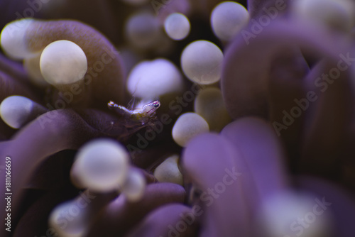 anemone macro