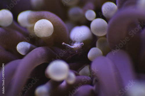 anemone