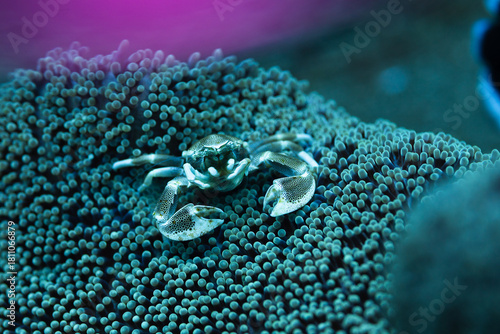 close up of a coral reef