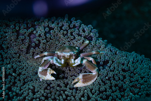 crab on the beach