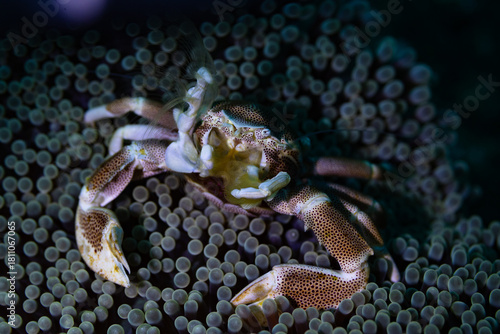 crab on a rock