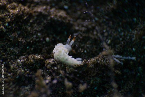 octopus on a rock