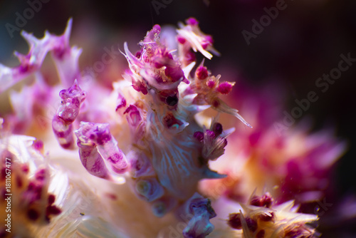 close up of a pink flower