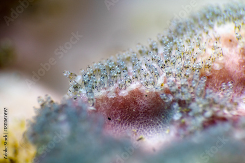 close up of a eggs on leaf