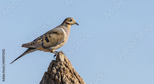 Mourning Dove Posing Majestically Atop Weathered Wood Against a Serene Blue Sky Backdrop