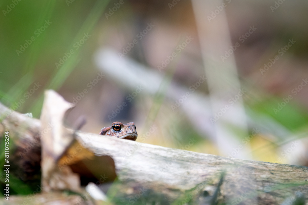 Obraz premium Common toad looking over a branch on the forest floor, detailed wildlife macro in natural light.