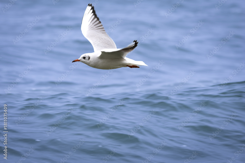 Obraz premium Female black-headed gull in flight – elegant seabird captured mid-air