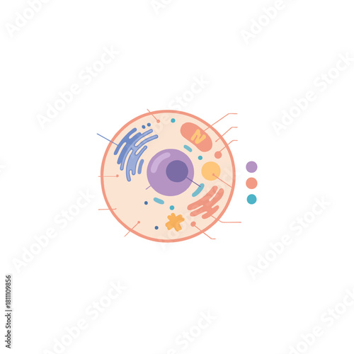 Colorful Cell Diagram Illustration With Nucleus and Organelles for Biology Education and Science Resources