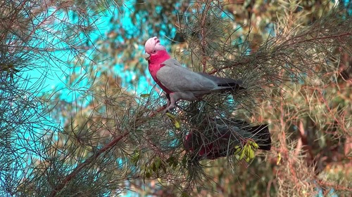 A colorful Galah cockatoo with pink and grey plumage perches on a tree branch amidst green foliage, set against a bright blue sky, showcasing a vibrant scene of Australian wildlife.