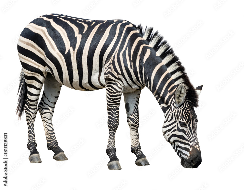 Obraz premium A zebra with distinctive black and white striped coat standing with its head lowered and grazing on the ground