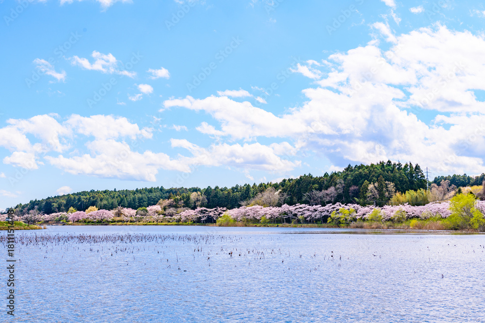 Obraz premium 春 桜と青空 宮城県平筒沼(びょうどうぬま)を歩く 