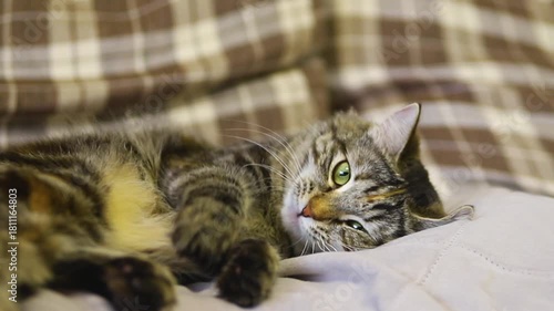 A striped fluffy cat is playing with a toy on the couch. A curious playful kitten.