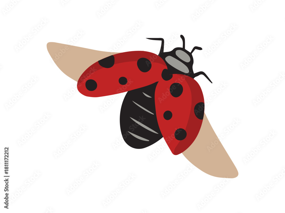 Fototapeta premium Ladybug Beetle Animal Clip Art 