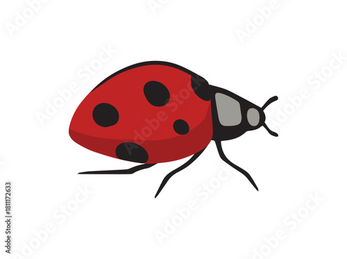 Hand Drawn Ladybug Beetle Insect
