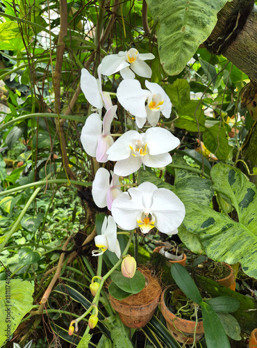 Delicate orchids bloom gracefully among lush green leaves and gnarled branches in a sunlit garden.