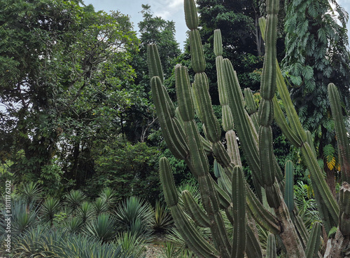 Tall, sculptural cacti stand guard in the foreground, their green forms contrasting with the dense, leafy trees and cloudy sky behind them