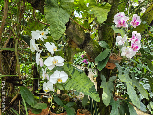 Delicate orchids bloom gracefully among lush green leaves and gnarled branches in a sunlit garden.