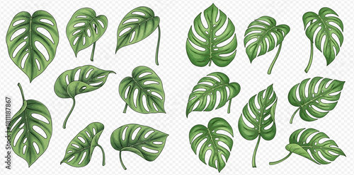 Watercolor illustration set of various green Monstera Adansonii leaves with holes and patterns.
