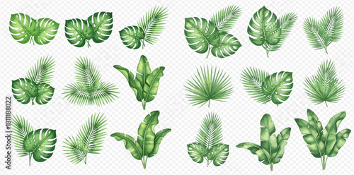 Collection of various green tropical leaves and exotic foliage illustrations on transparent background.