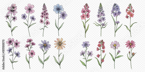 Watercolor illustration of various flowers on a transparent background.
