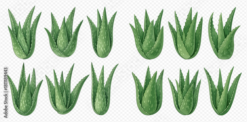 A collection of watercolor aloe vera plants, arranged in two rows on a transparent background.