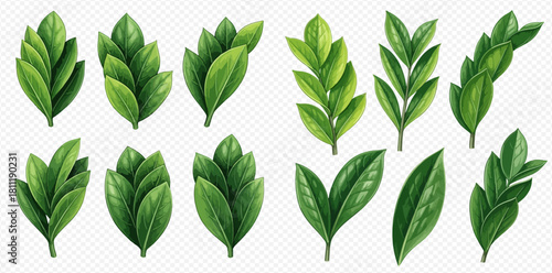 A collection of various green leaf illustrations, showcasing different shapes and arrangements.