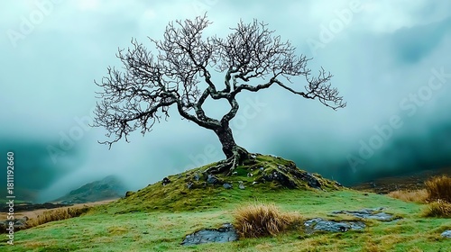 Isolated tree on hilltop amidst misty mountains nature photography tranquil landscape fresh environment serene view