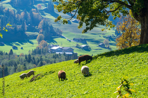 A herd of cows grazing in the beautiful village