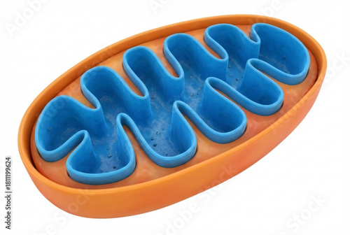 ミトコンドリアの拡大図