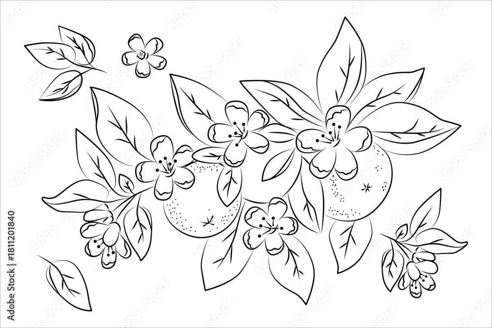 Fototapeta premium floral, orange, pattern, vector, illustration, seamless, leaves, blossoms, design, creative, textile, wallpaper, botanical, nature, decorative, background, repeat, art, citrus, fruit, sketch, outline,