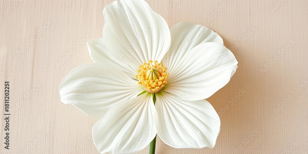 Obraz premium Large white flower with prominent petals, softly rendered on a beige canvas, fine art, design element