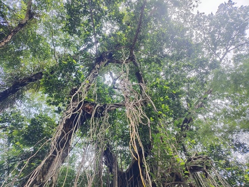 A dramatic low-angle shot looking up into a large tree with numerous long, aerial roots hanging down, creating a dense, jungle-like atmosphere.
