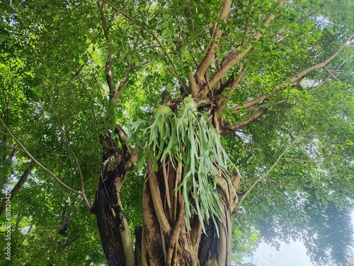 A low-angle shot of a tall tree with a thick, textured trunk and branches covered in green leaves and epiphytic plants, possibly staghorn ferns.