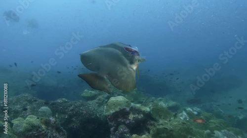 a spadefish in the cleaning station, in slow-motion, cinematic, high resolution