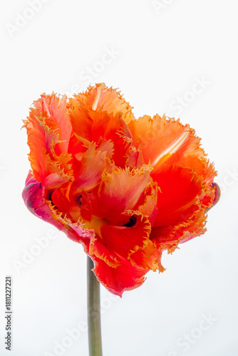 A striking tulip stands tall, showcasing its vibrant orange and red frilled petals in full bloom