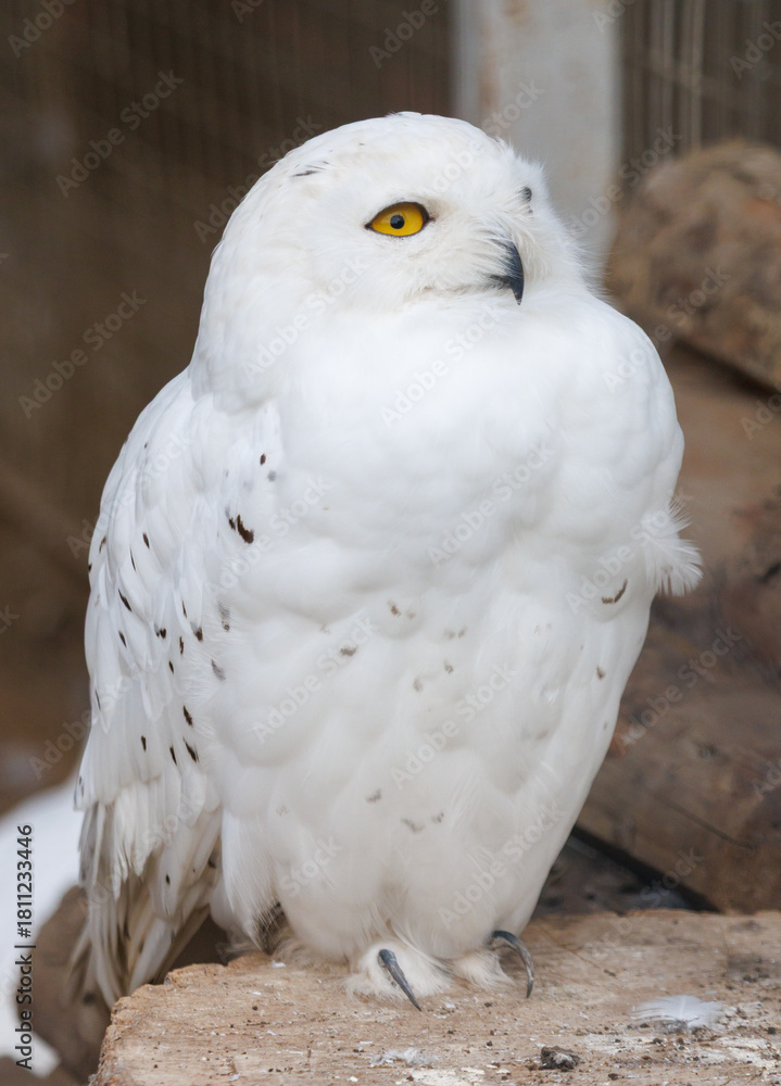 Obraz premium A white owl with yellow eyes is sitting on a rock