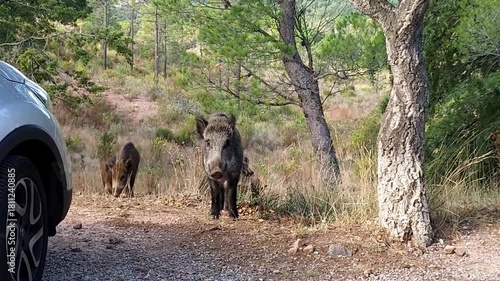 family of wild board with piglets at the edge of woodland near a car