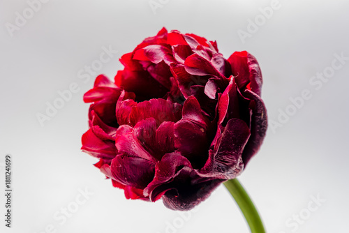 A stunning red tulip showcases its rich color and intricate petals against a soft backdrop