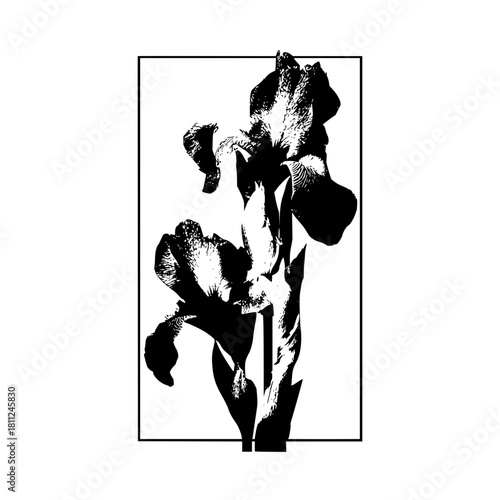 Black and white iris flower drawing botanical illustration floral art print nature garden design home decor artwork