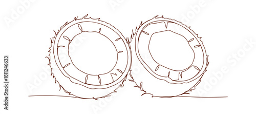 Continuous line art of coconut halves against a white backdrop. Clean vegetable silhouette, hand-drawn style. Vector with adjustable strokes.