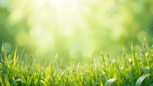 Sparkling dew drops on fresh green grass bathed in soft morning sunlight, natural bokeh background